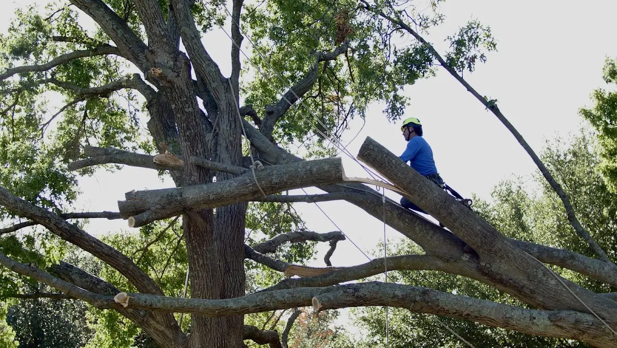 Professional Crown Thinning performed by certified arborists in Winterville